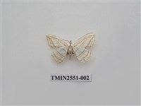 藏品(尺蛾41)的圖片